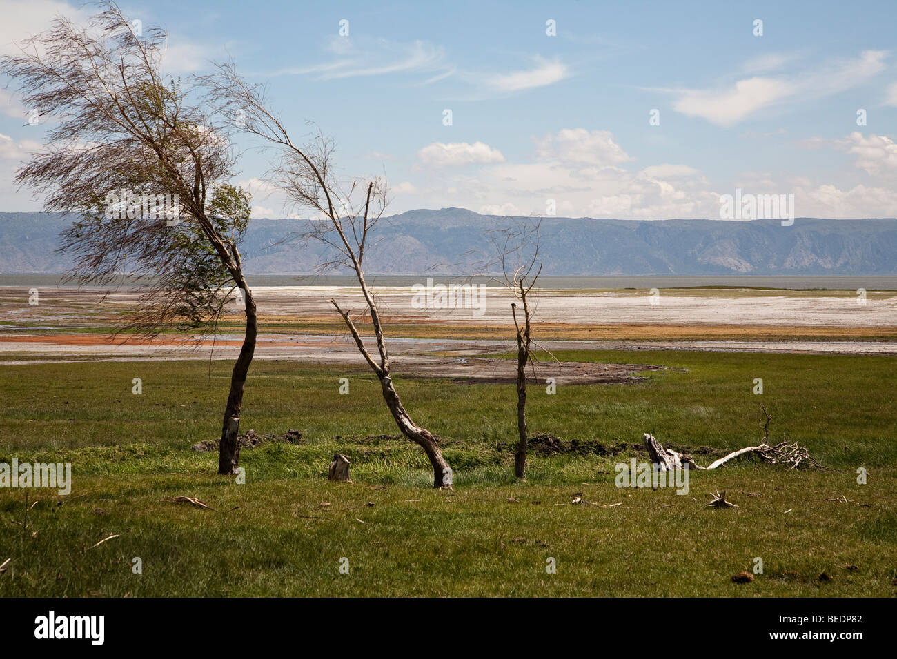 Wind-blown trees by Lake Eyasi, Tanzania Stock Photo