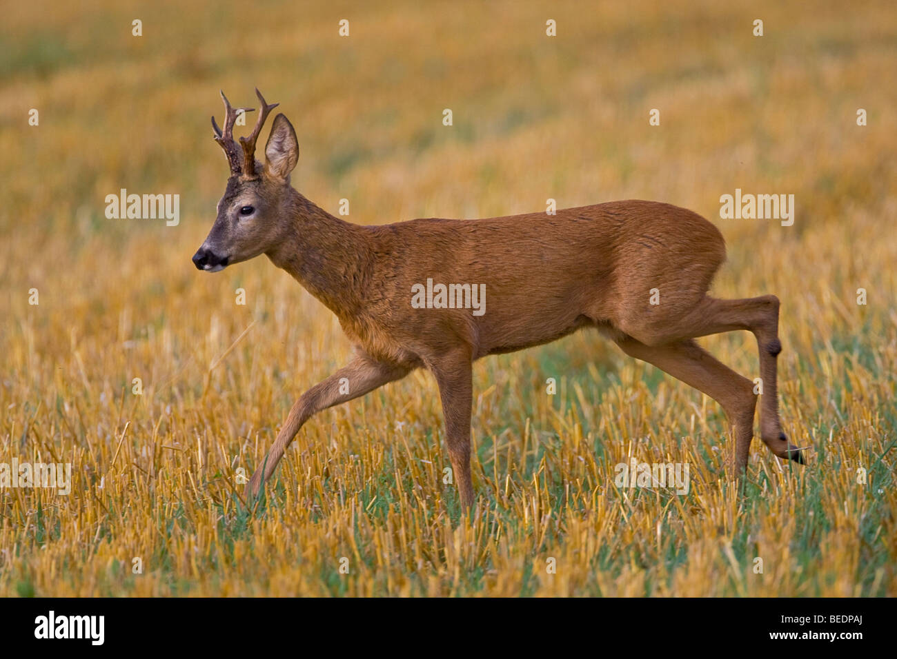 Side profile wild roe deer walking hi-res stock photography and images ...