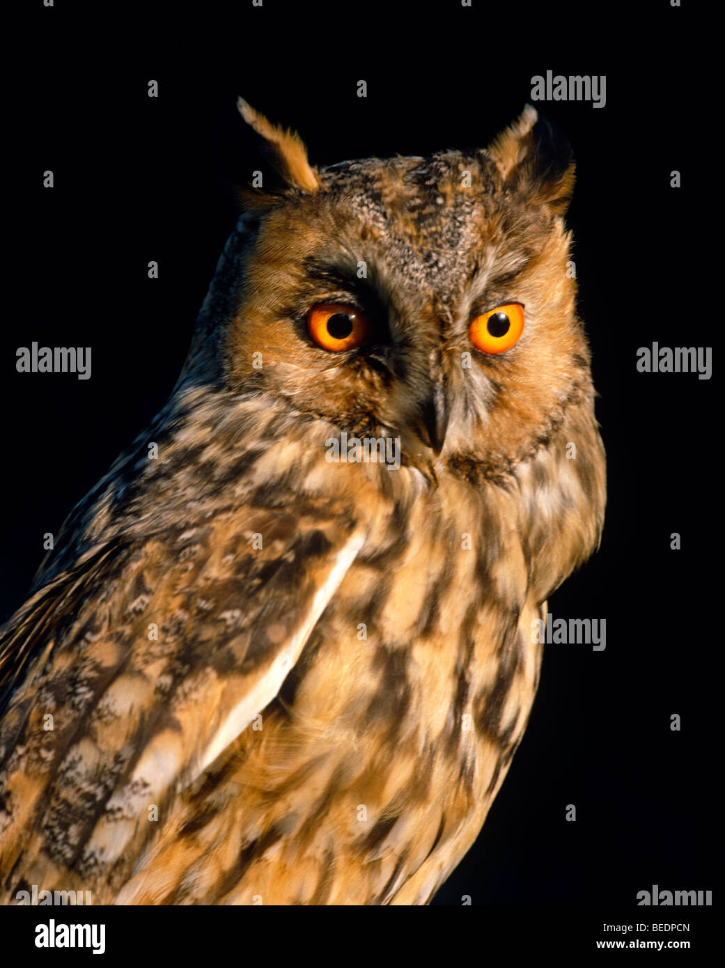Brown Owl Stock Photo