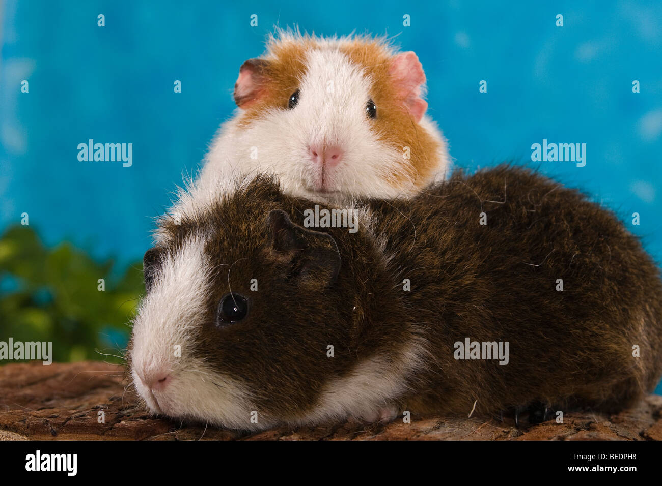 2 guinea pigs hires stock photography and images Alamy