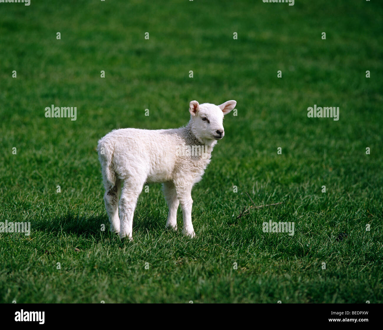 Lamb outdoors Stock Photo