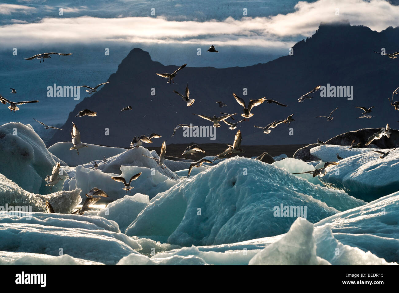 Gulls at Joekulsarlon, Iceland, Europe Stock Photo