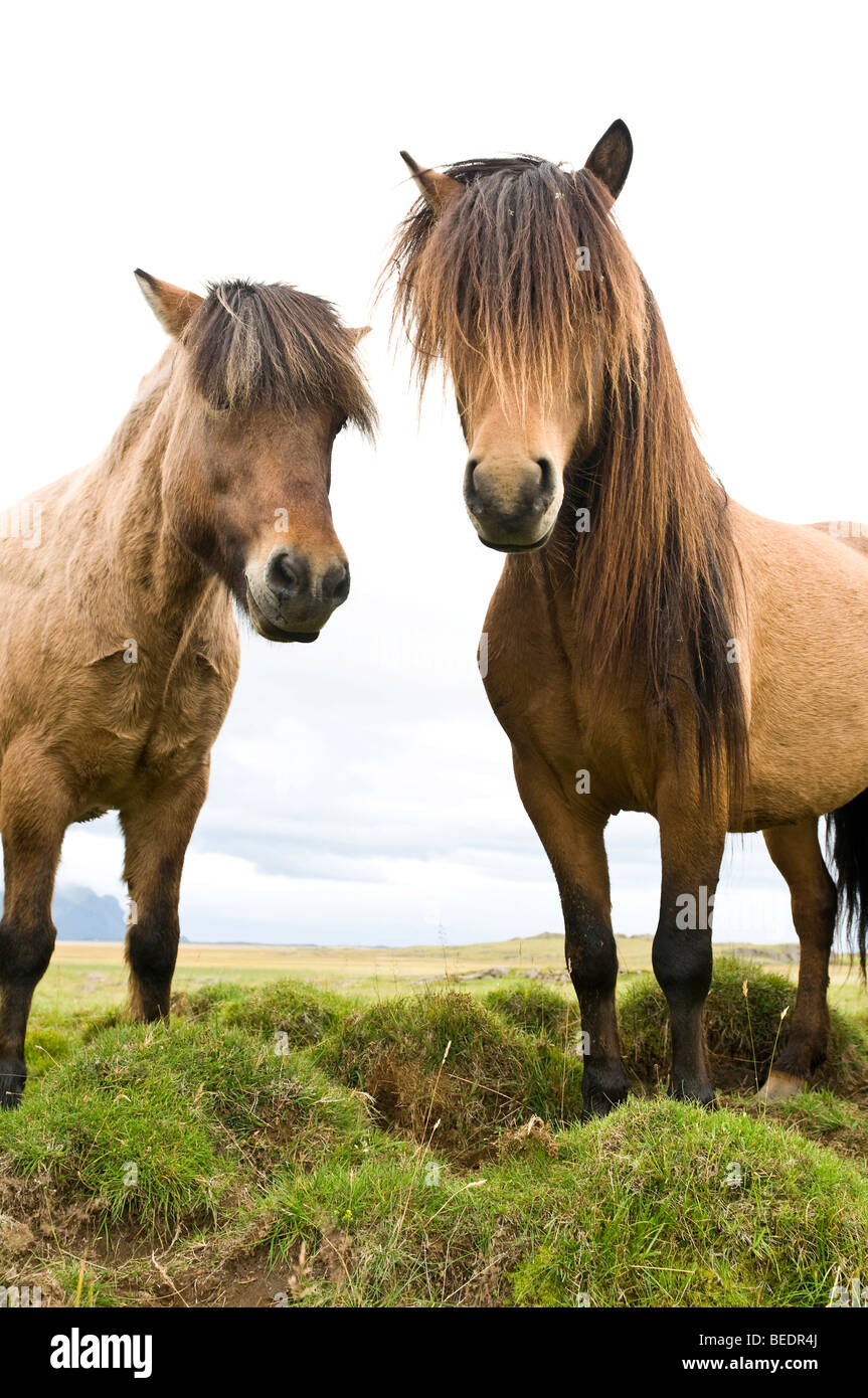 Icelandic Horses Near Hoefn, Iceland, Europe Stock Photo - Alamy