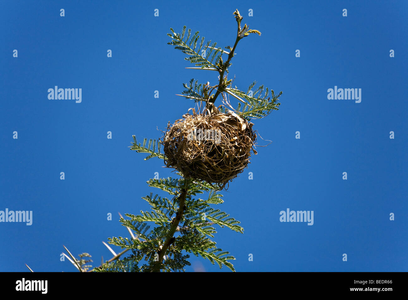 Weaver bird nest in an Acacia tree Stock Photo