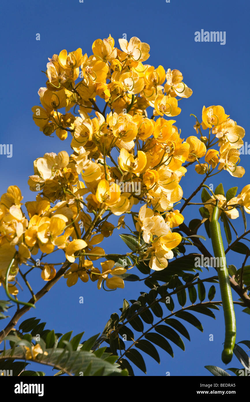 Acacia tree flowers and seed pod Stock Photo