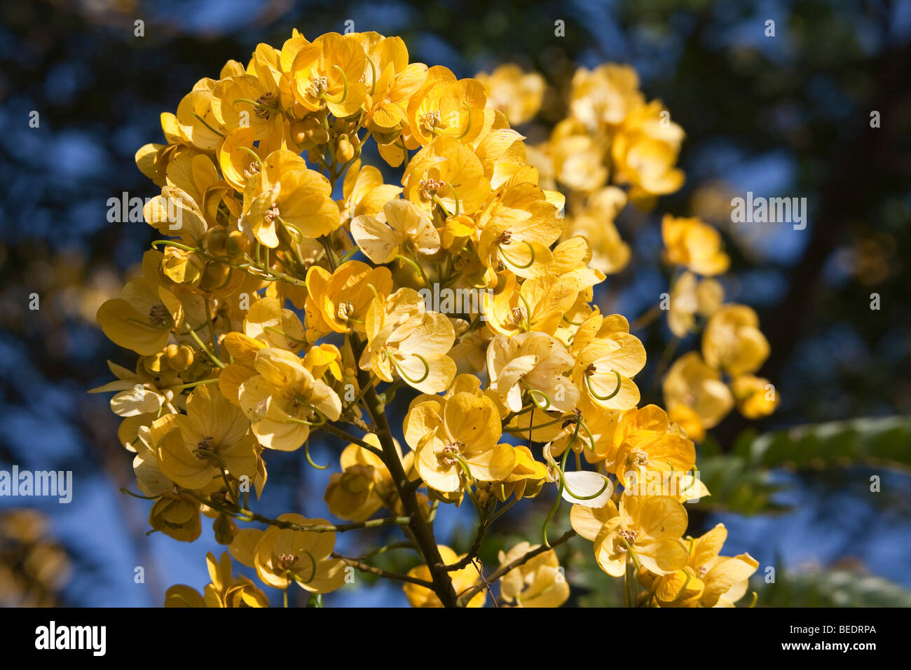 Acacia flower hi-res stock photography and images - Alamy