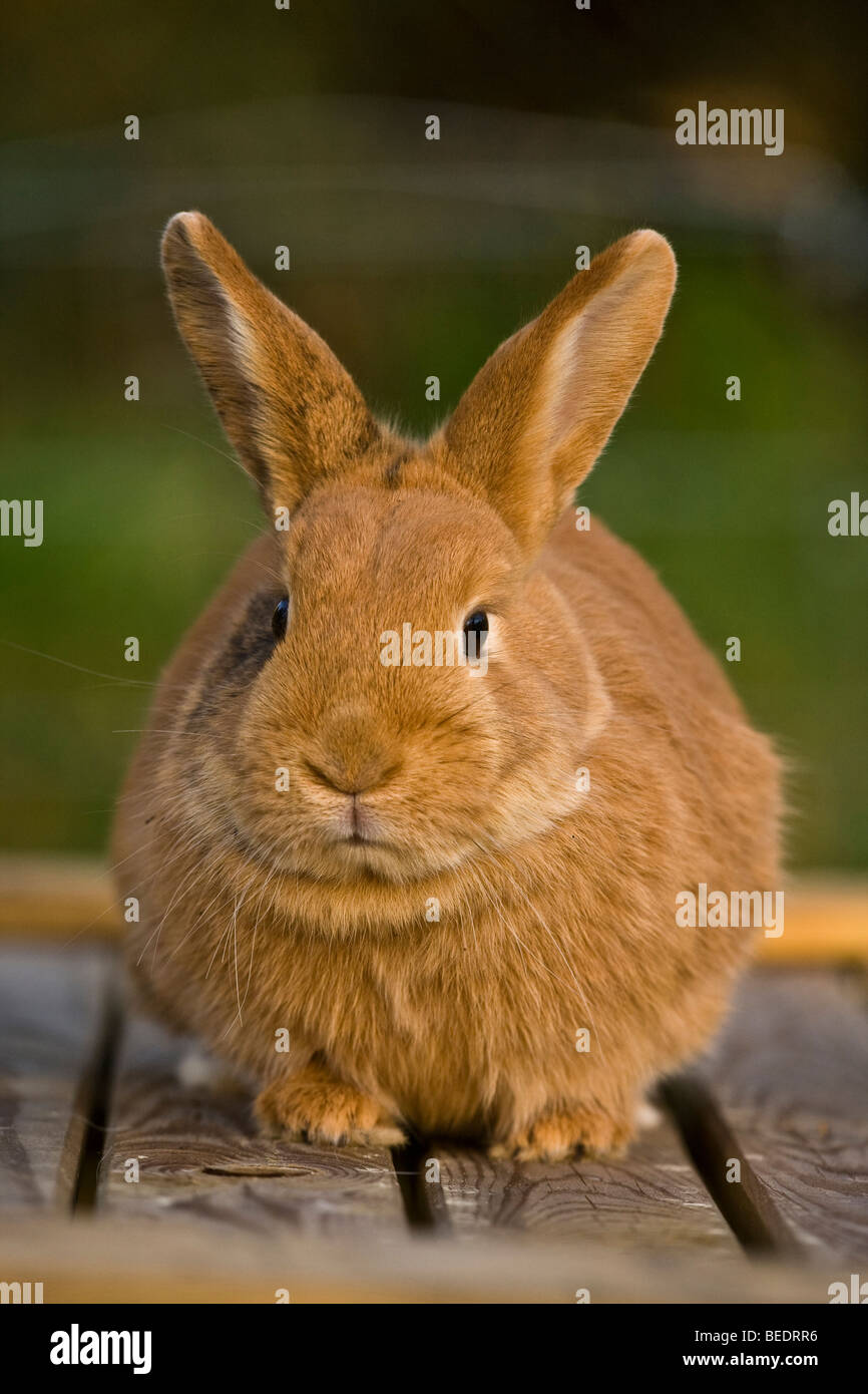 red dwarf rabbit is sitting on a wooden table Stock Photo