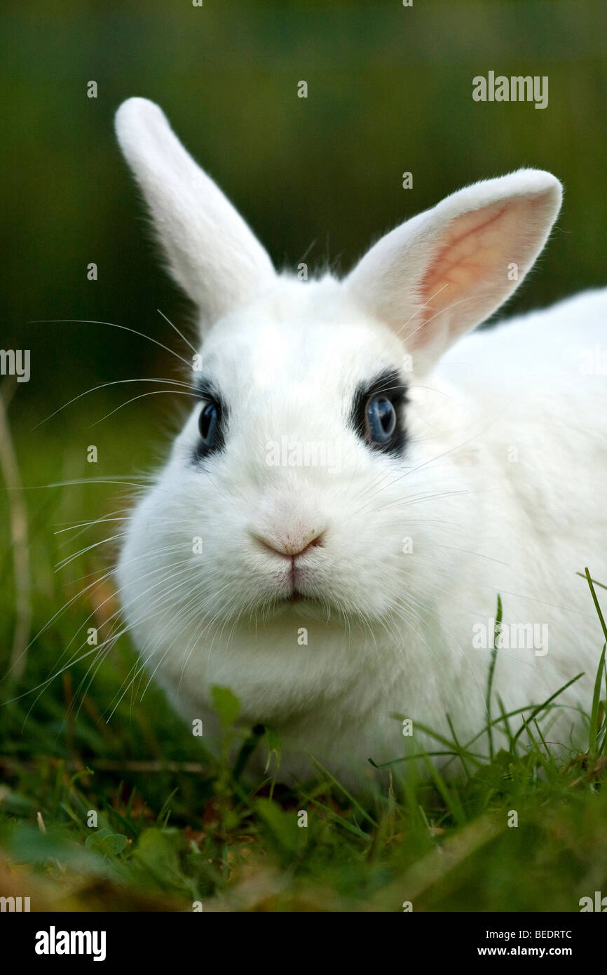 Garden rabbit frontal hi-res stock photography and images - Alamy