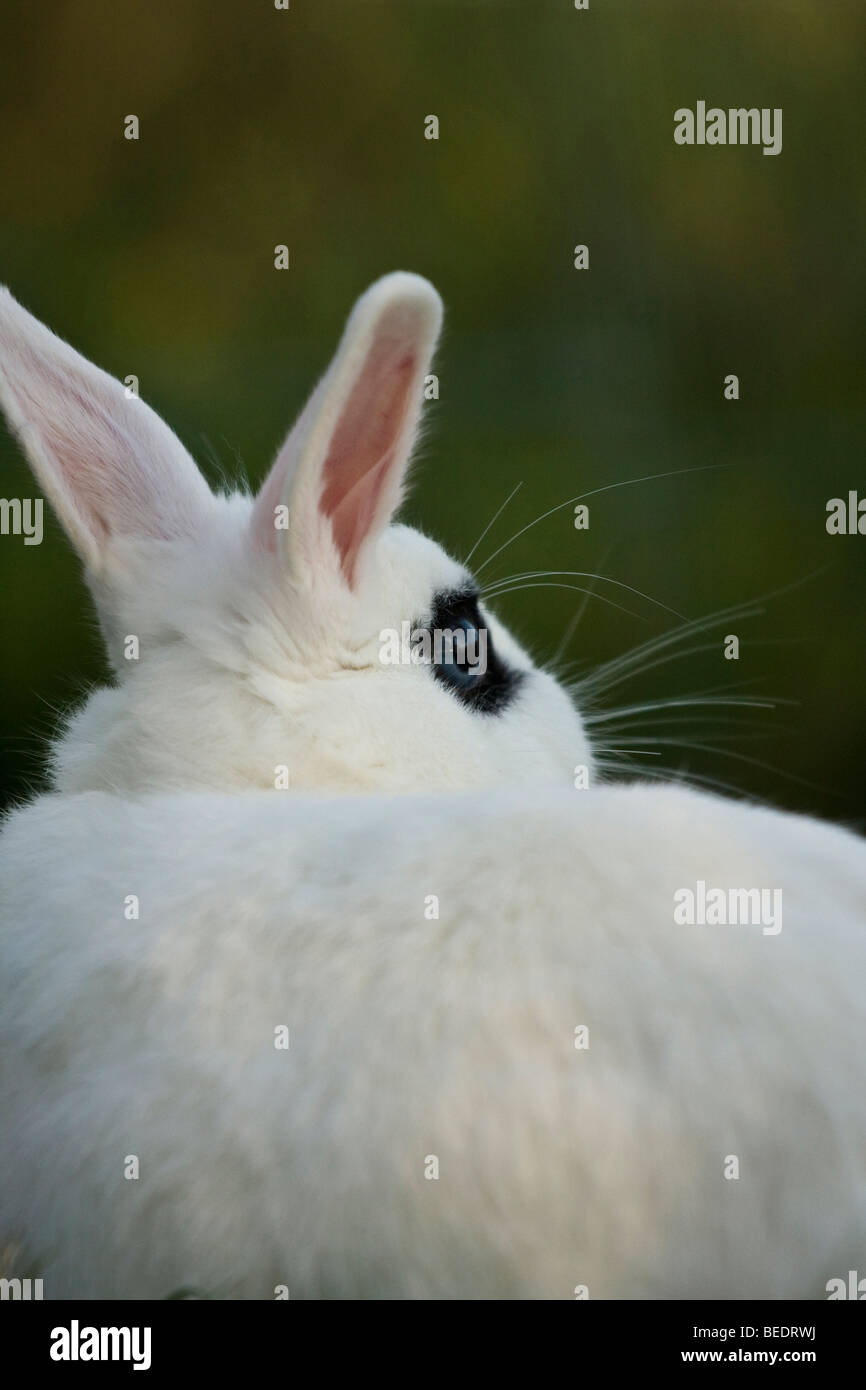 white dwarf rabbit, shooting from behind Stock Photo