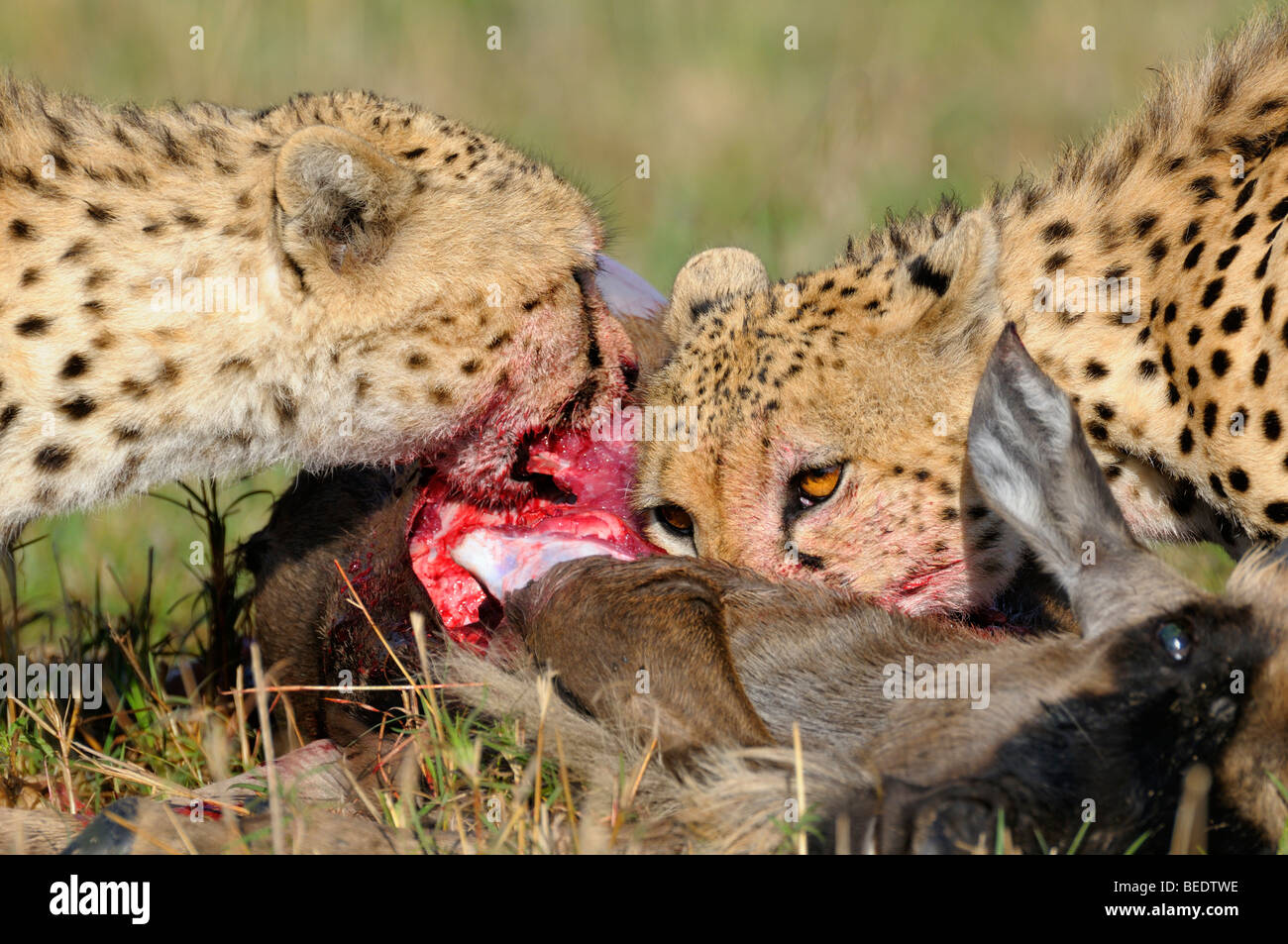 Cheetah (Acinonyx jubatus) with prey, Wildebeest (Connochaetes taurinus albojubatus), young animal, Masai Mara, national park,  Stock Photo
