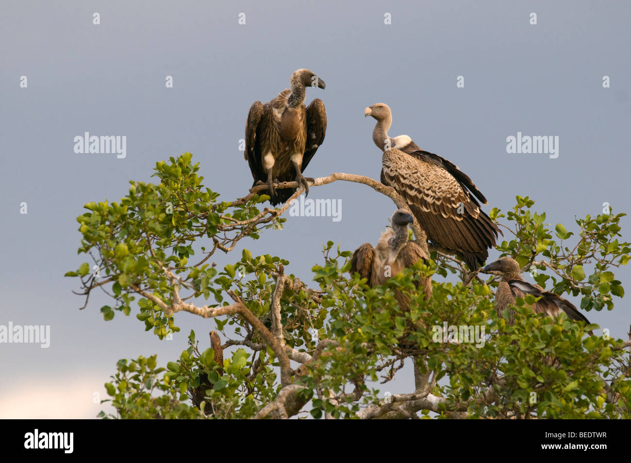 Rueppell's Vultures (Gyps rueppellii), dark stormy clouds, Masai Mara, national park, Kenya, East Africa Stock Photo