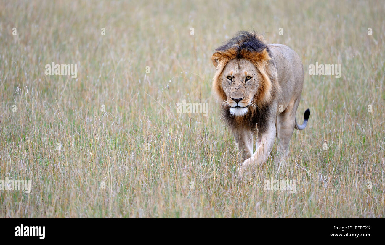 Lion (Panthera leo), maned lion in last daylight, Masai Mara, national park, Kenya, East Africa Stock Photo