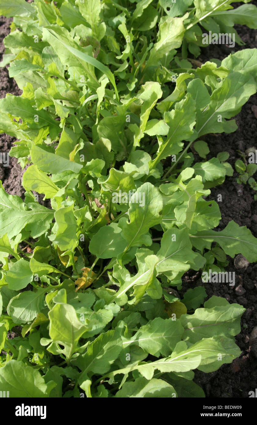 A Row of Rocket salad plants ready for harvest Stock Photo