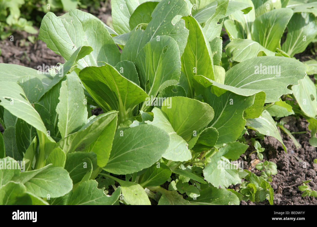 A row of Pak Choi (Bok Choi) Chinese cabbage Stock Photo