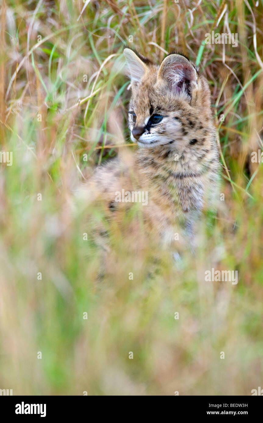 Serval (Leptailurus serval), young animal in high grass, Masai Mara, national park, Kenya, East Africa Stock Photo