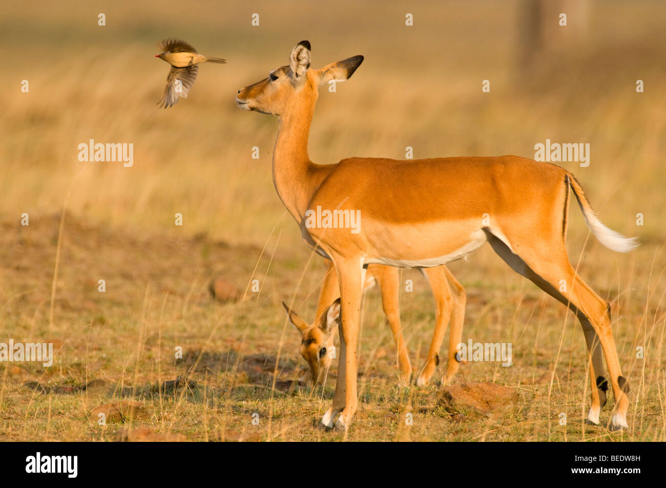 Impalas (Aepyceros melampus), Masai Mara, national park, Kenya, East Africa Stock Photo