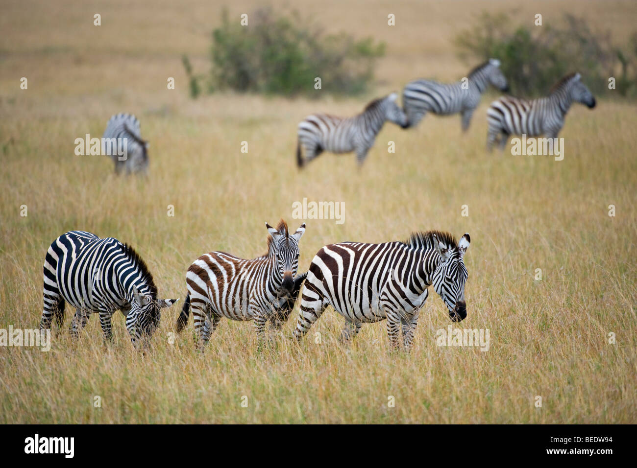 Grant's Zebra (Equus quagga boehmi), Masai Mara, national park, Kenya, East Africa Stock Photo