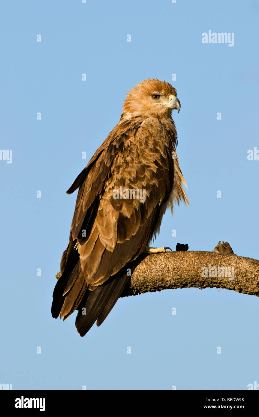 Tawny Eagle (Aquila rapax), Masai Mara, national park, Kenya, East