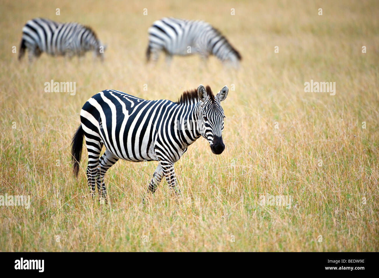 Grant's Zebra (Equus quagga boehmi), Masai Mara, national park, Kenya, East Africa Stock Photo