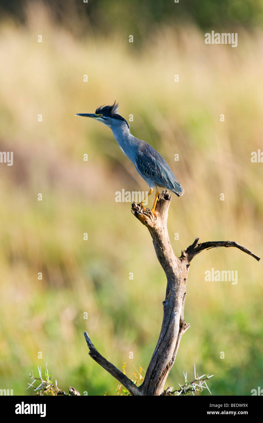 Black-crowned Nught Heron (Nycticorax n. nycticorax), Masai Mara, national park, Kenya, East Africa Stock Photo