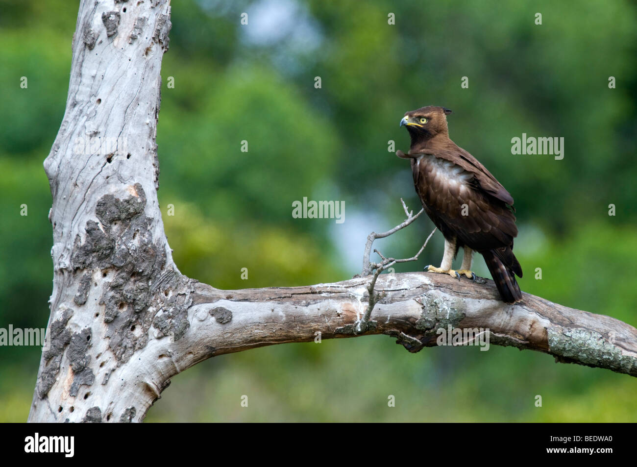 Long-crested Eagle (Lophaetus occipitalis), Masai Mara, national park, Kenya, East Africa Stock Photo