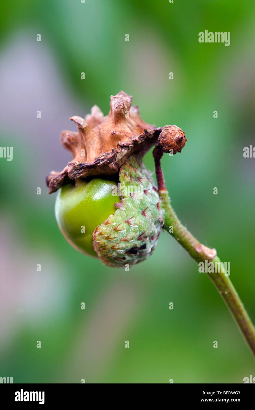 Knopper gall; on acorn; caused by Andricus quercuscalicis Stock Photo