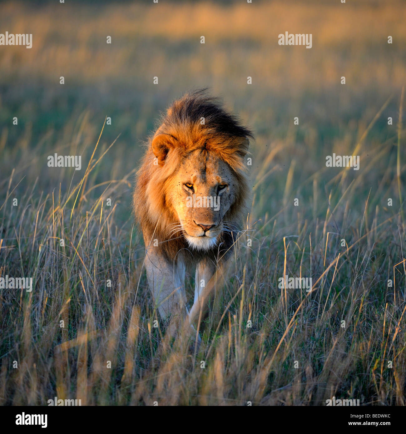 Lion (Panthera leo) with a mane in the first morning light, Masai Mara Nature Reserve, Kenya, East Africa Stock Photo