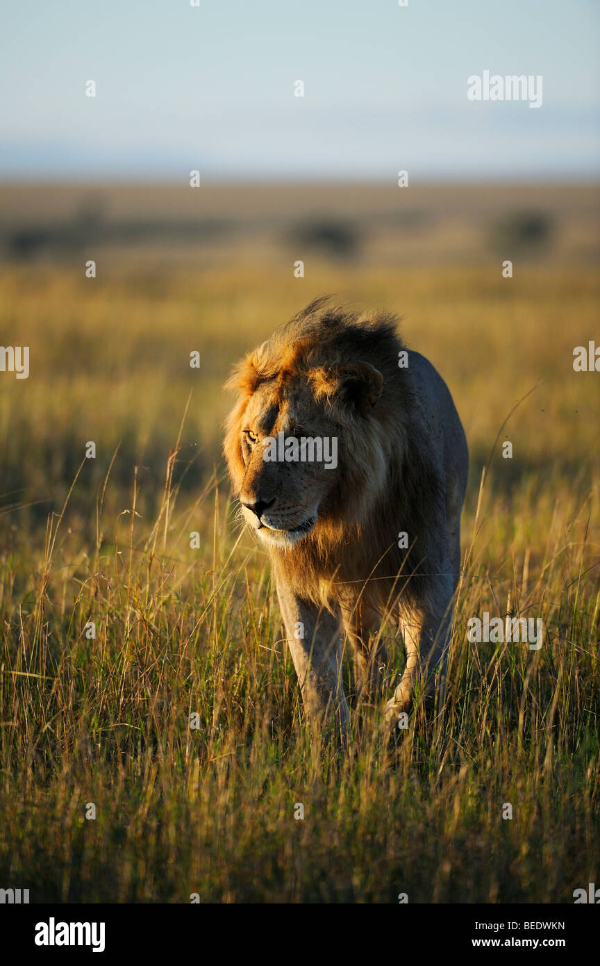 Lion (Panthera leo) with a mane in the first morning light, Masai Mara Nature Reserve, Kenya, East Africa Stock Photo
