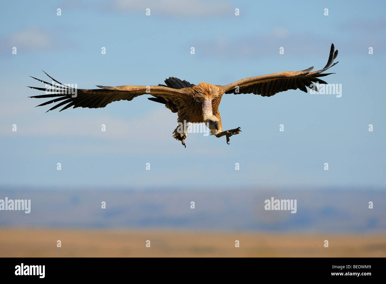 White-backed Vulture (Gyps africanus) about to land, Masai Mara Nature Reserve, Kenya, East Africa Stock Photo