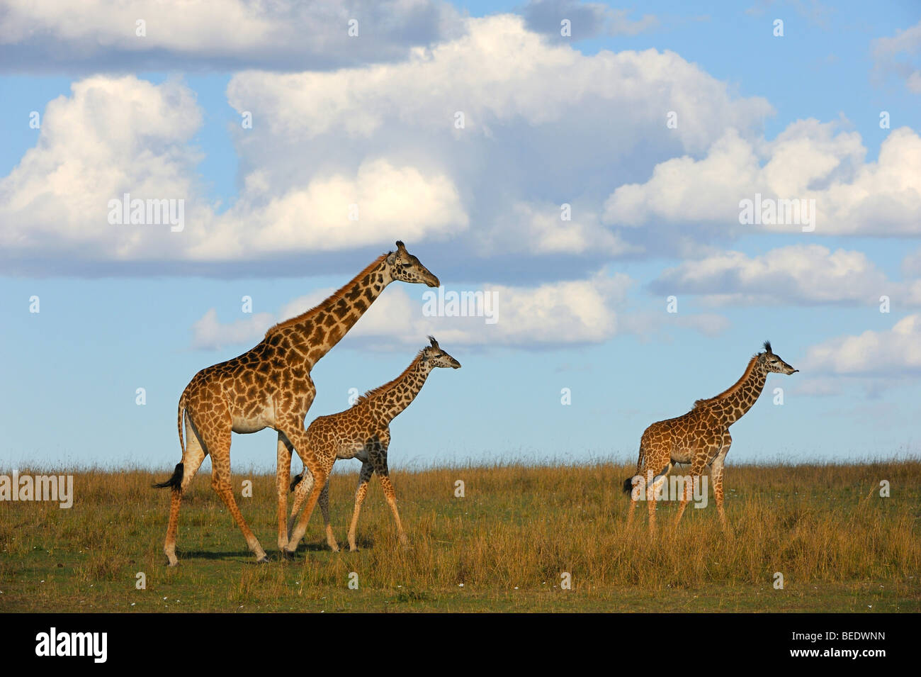 Group of Masai Giraffes (Giraffa camelopardalis tippelskirchi) on the steppe, female with two calves, Masai Mara Nature Reserve Stock Photo