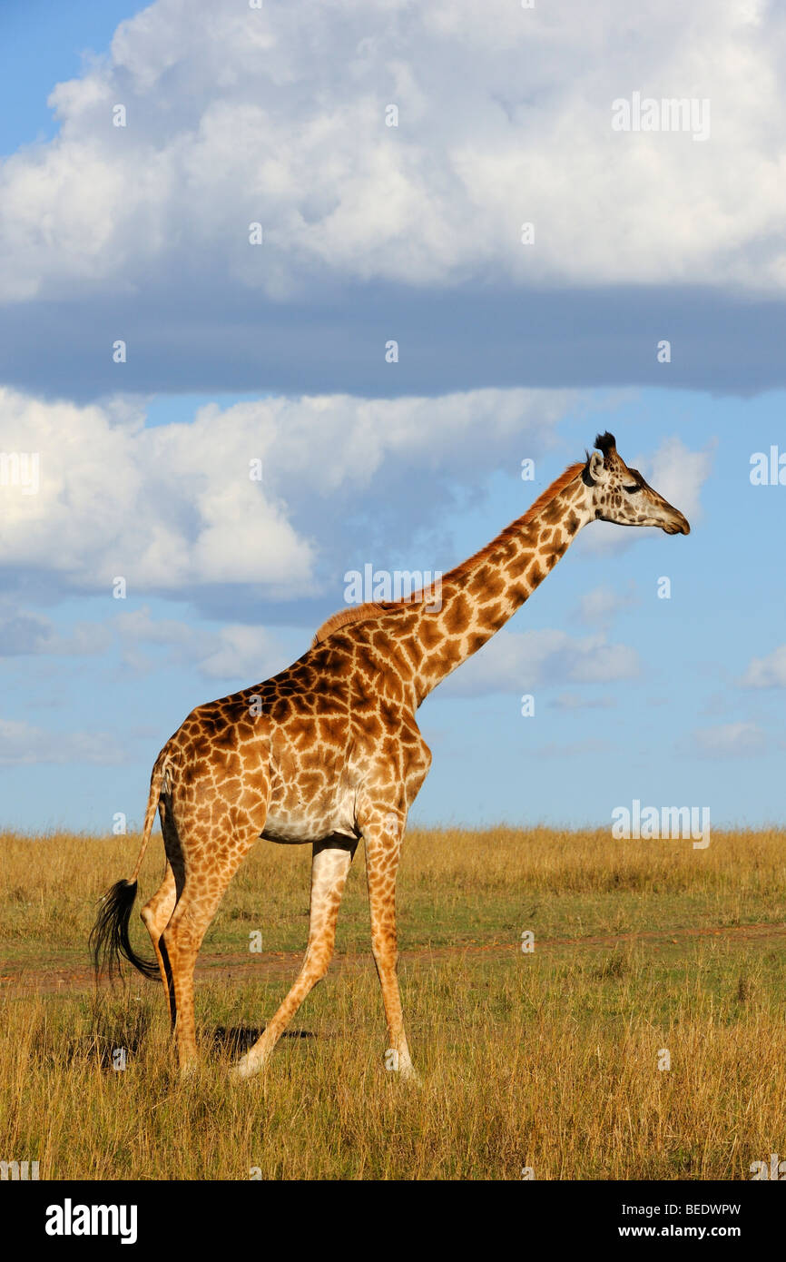 Masai Giraffe (Giraffa camelopardalis tippelskirchi), Masai Mara Nature Reserve, Kenya, East Africa Stock Photo