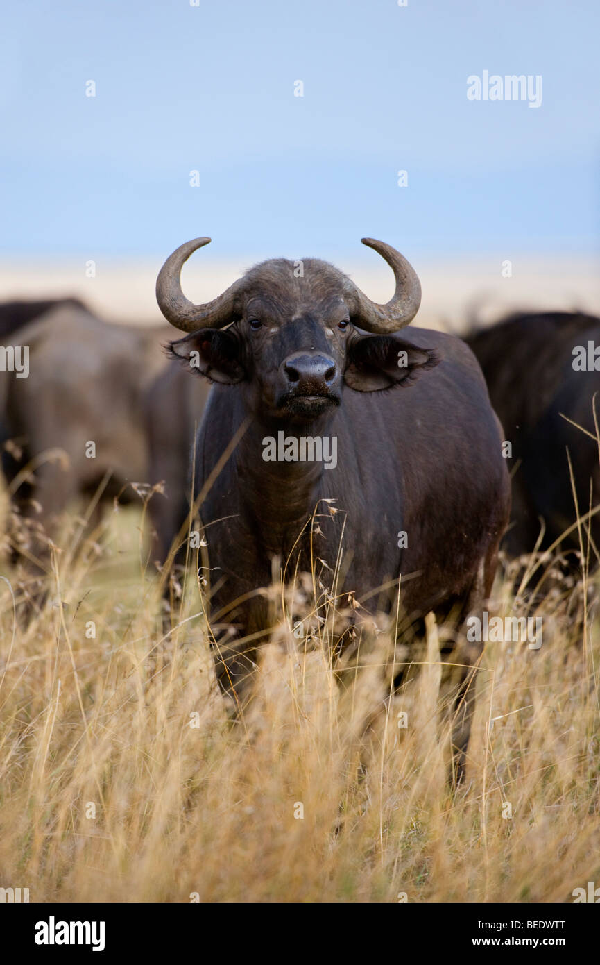 African Buffalo (Syncerus caffer), Masai Mara, national park, Kenya, East Africa Stock Photo