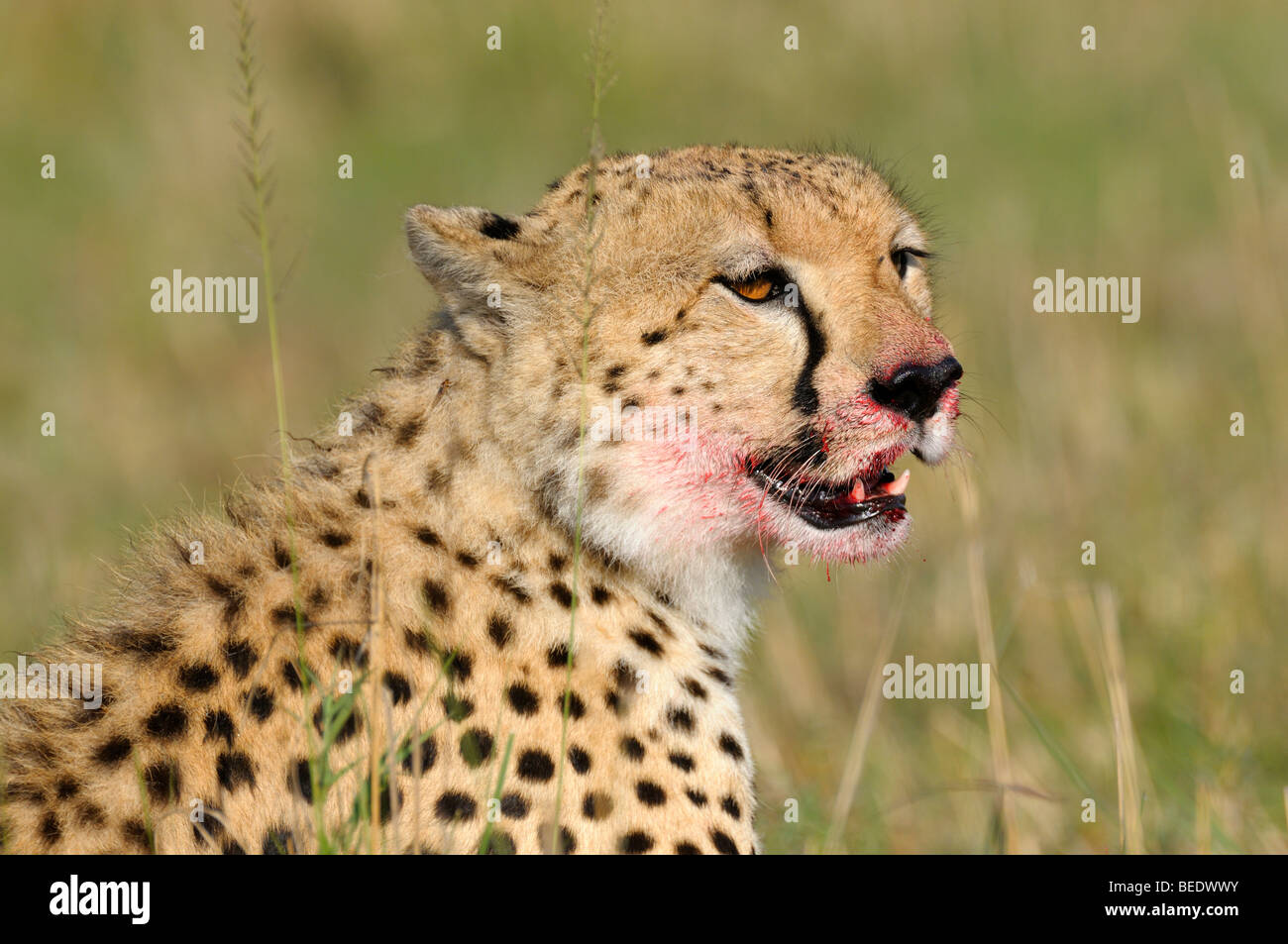Cheetah (Acinonyx jubatus), portrait, Masai Mara, national park, Kenya, East Africa Stock Photo