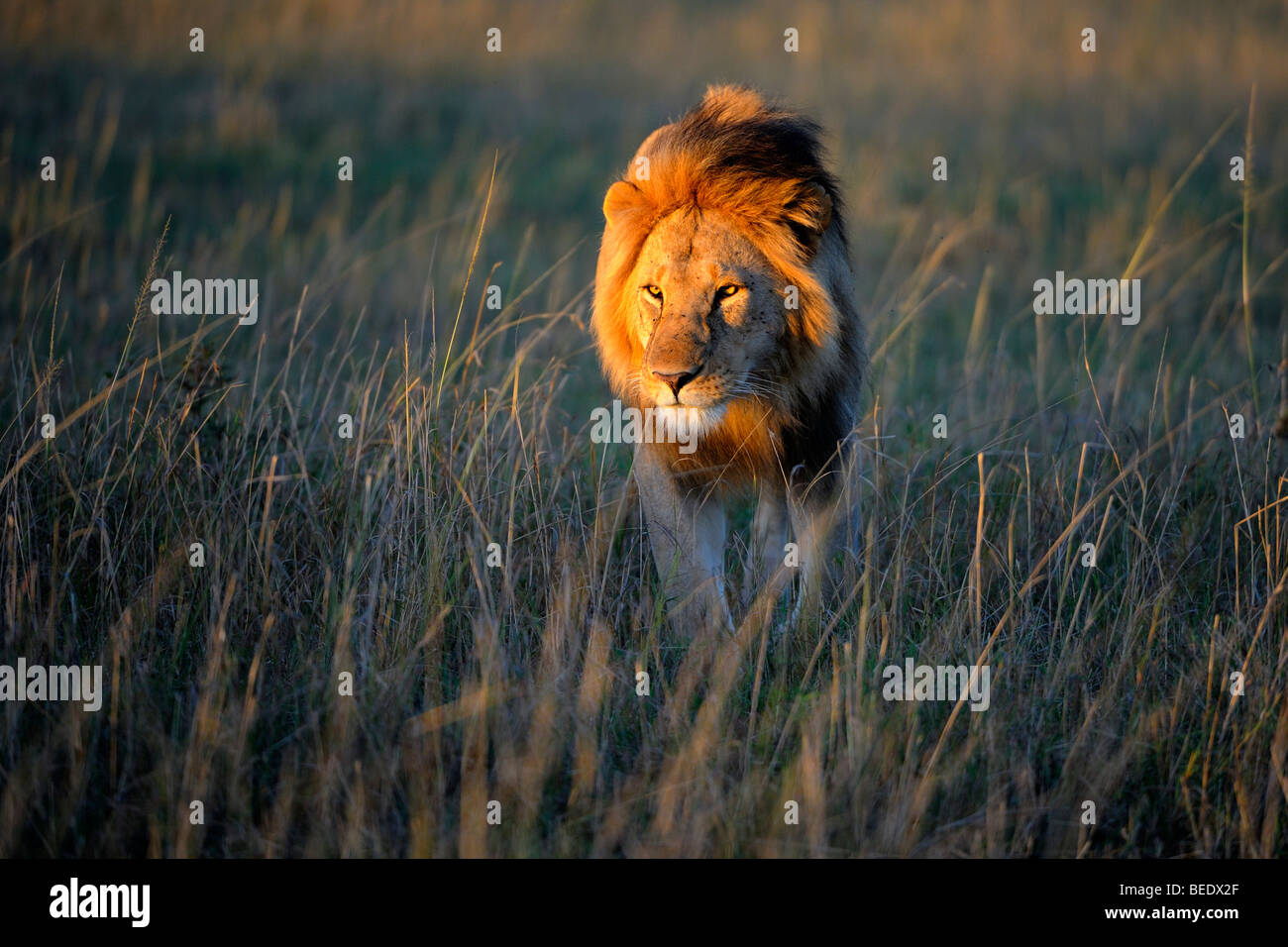 Lion (Panthera leo) with a mane in the first morning light, Masai Mara Nature Reserve, Kenya, East Africa Stock Photo