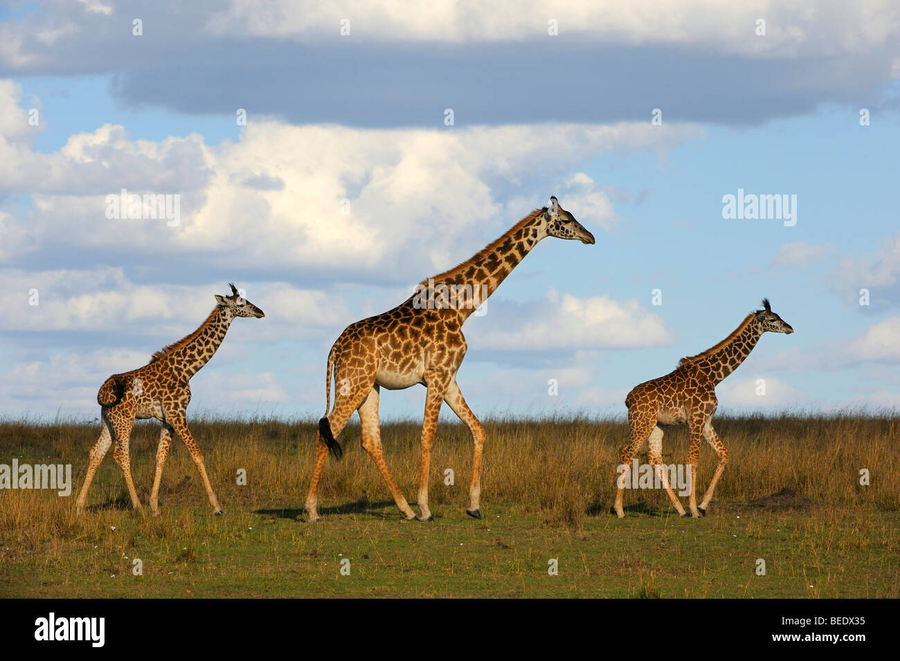 Group of Masai Giraffes (Giraffa camelopardalis tippelskirchi) on the steppe, female with two calves, Masai Mara Nature Reserve Stock Photo