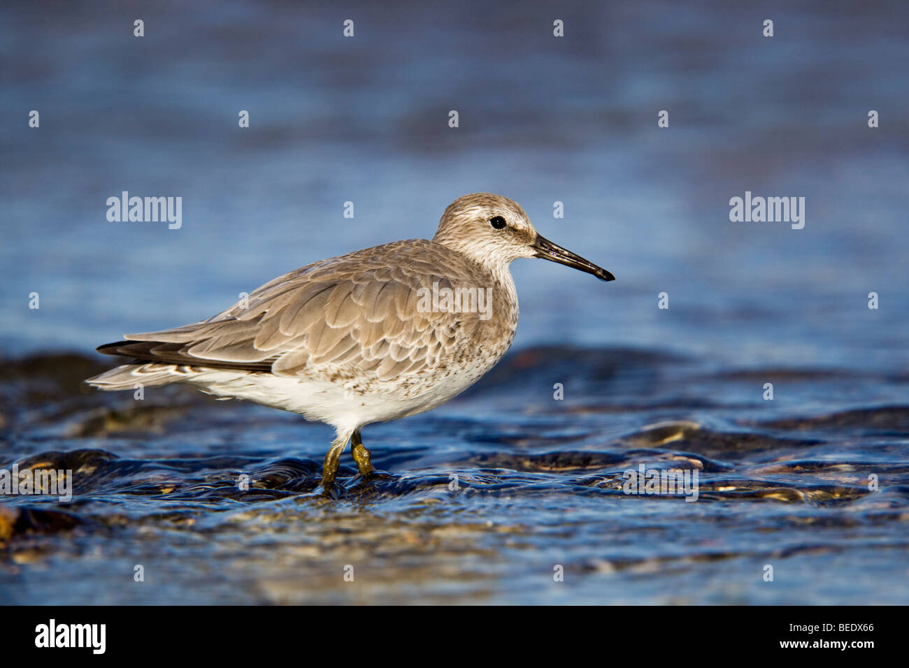 Knot; Calidris canutus; on Marazion beach; Cornwall Stock Photo