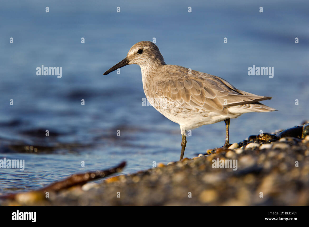 Knot; Calidris canutus; on Marazion beach; Cornwall Stock Photo