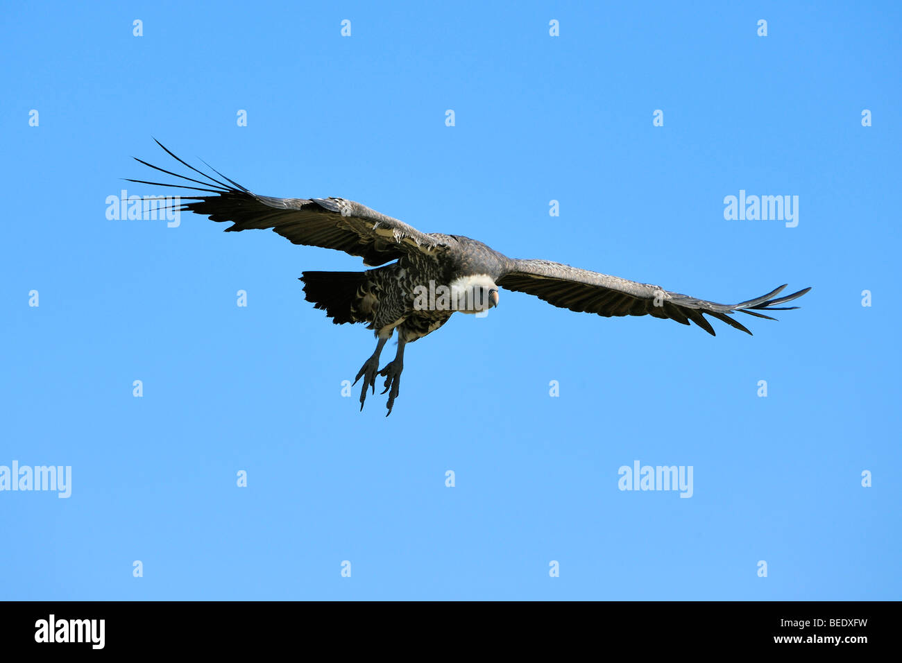 Rueppell's Vulture (Gyps rueppellii) in flight, Masai Mara Nature Reserve, Kenya, East Africa Stock Photo