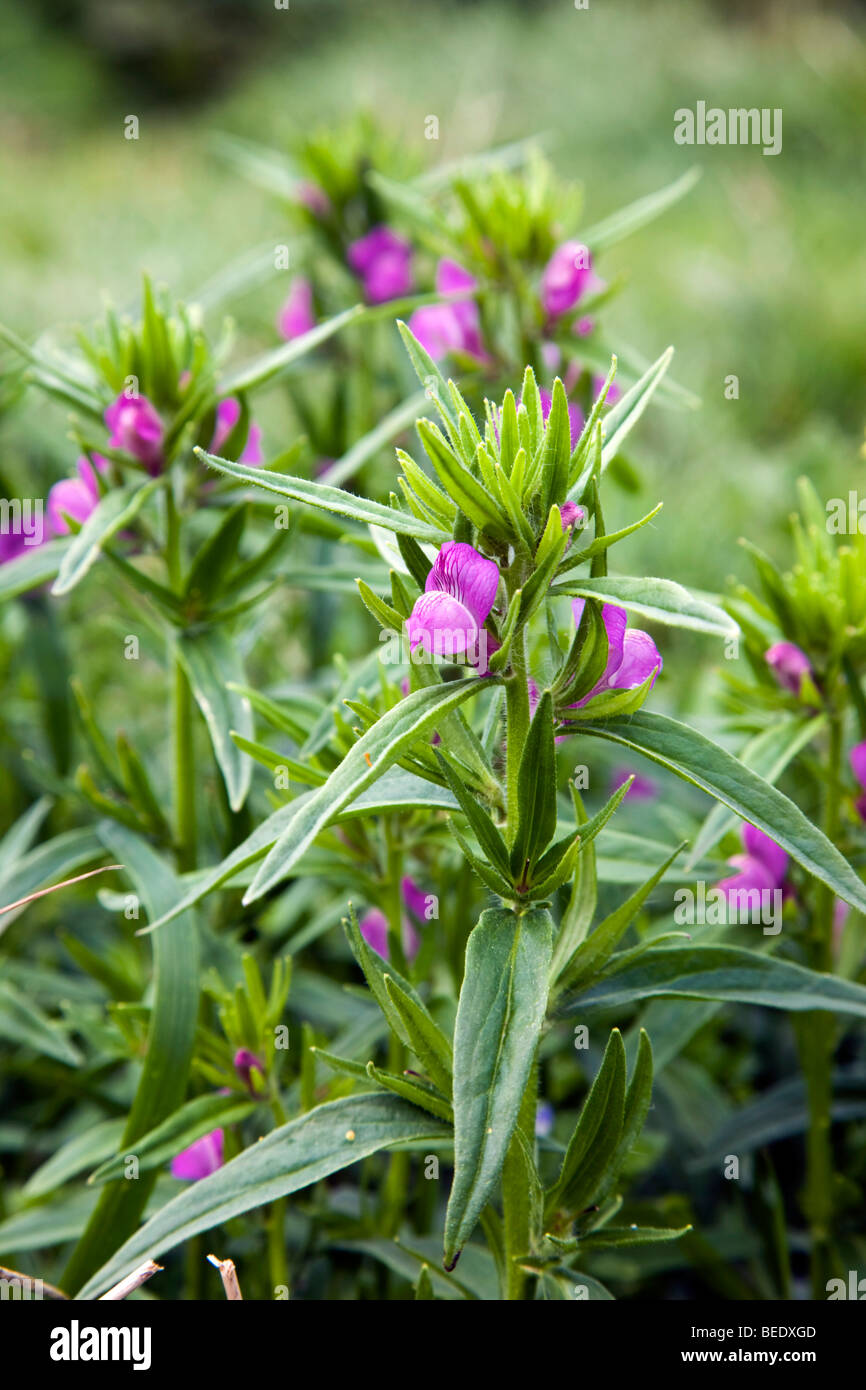 Lesser snapdragon; Misopates orontium Stock Photo