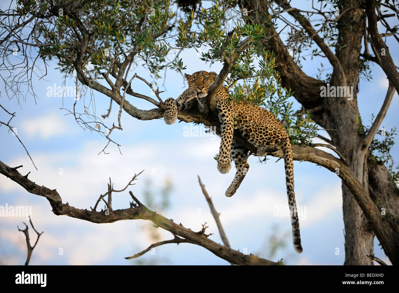 Leopard (Panthera pardus) resting on a tree at dusk, Masai Mara Nature Reserve, Kenya, East Africa Stock Photo
