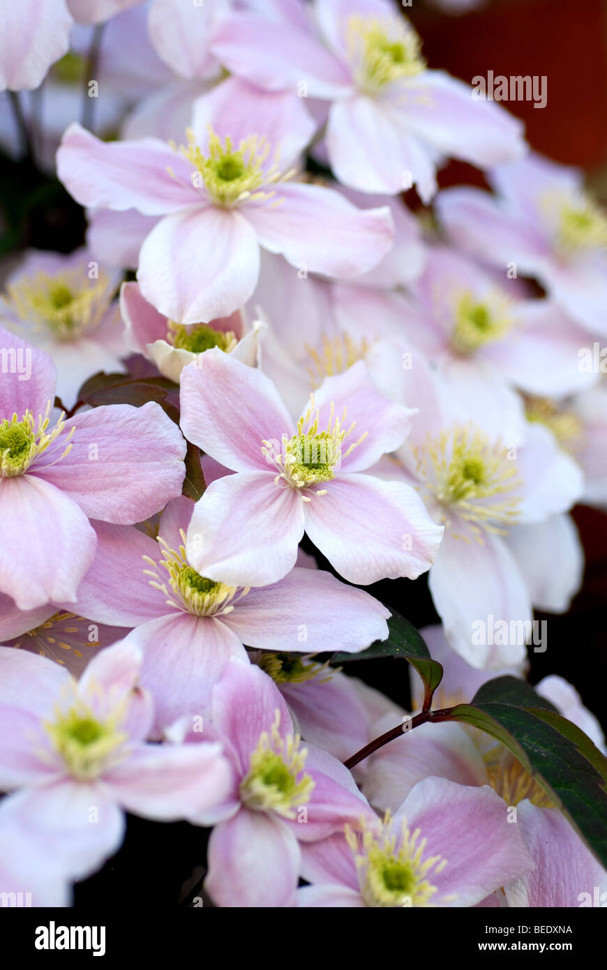 PINK CLEMATIS MONTANA GROWIG ON WALL IN GARDEN Stock Photo Alamy