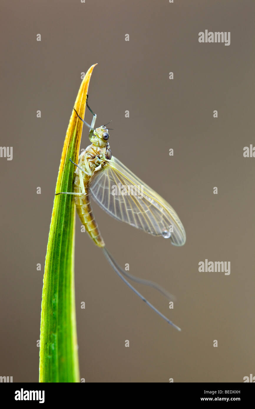 Mayfly; on stem Stock Photo