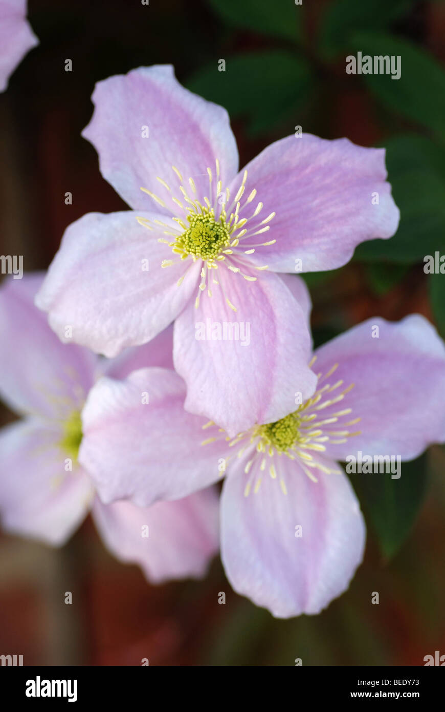 PINK CLEMATIS MONTANA GROWIG ON WALL IN GARDEN Stock Photo