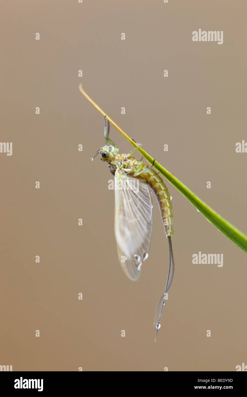 Mayfly; on stem Stock Photo