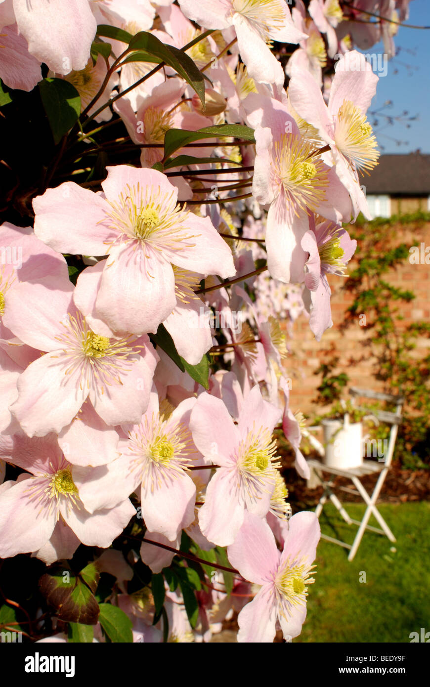 PINK CLEMATIS MONTANA GROWIG ON WALL IN GARDEN Stock Photo Alamy