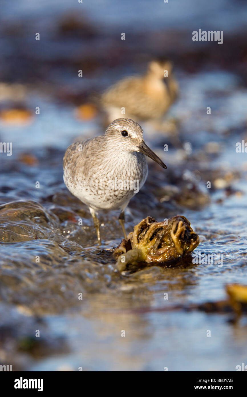 Knot; Calidris canutus; on Marazion beach; Cornwall Stock Photo