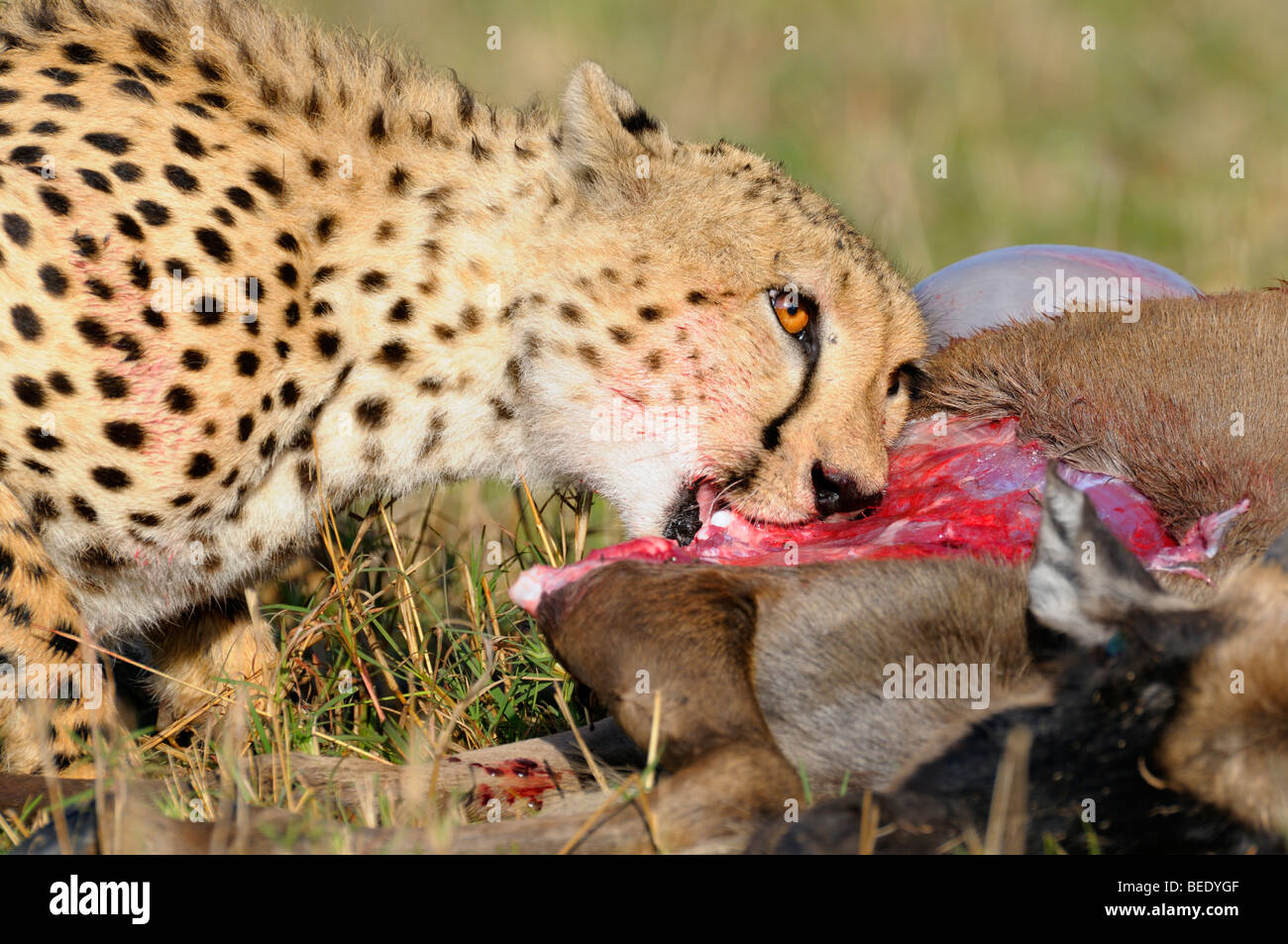 Cheetah (Acinonyx jubatus) with prey, Wildebeest (Connochaetes taurinus albojubatus), young animal, Masai Mara, national park,  Stock Photo