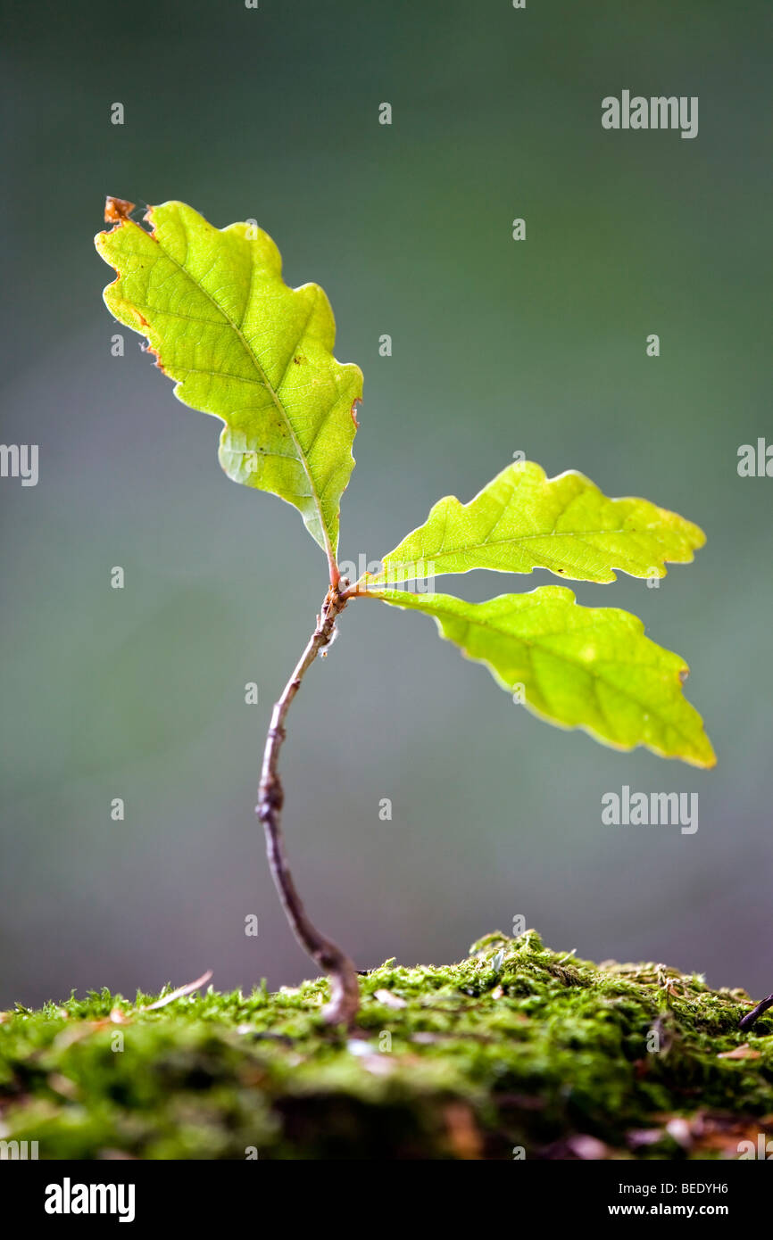 Oak sapling; Quercus robur Stock Photo