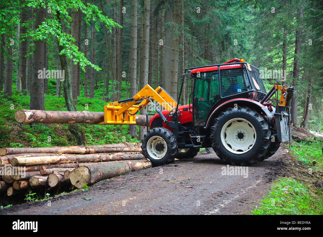 Tractor lifting a cut tree on a pile alongside a road in the woods Stock Photo