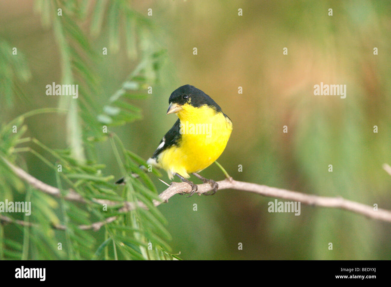 Lesser goldfinch hi-res stock photography and images - Alamy